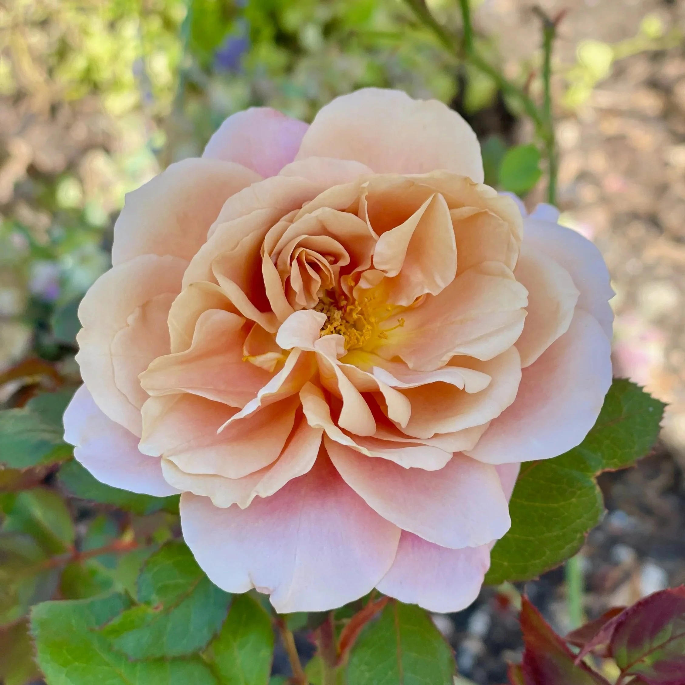 Best Roses for Colorado Zone 5/6: Hardy Varieties That Thrive in